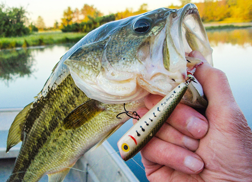 Lures & Baits